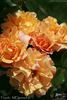 Tequila ® rose photo