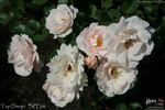 Top Design rose photo