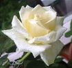 Amelia® rose photo