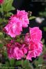 Bijou rose photo