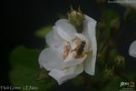 Hedi Grimm rose photo