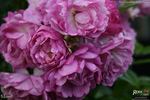 Mosel rose photo