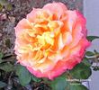 Tangerine Streams rose photo