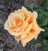 Colossus ™ rose photo
