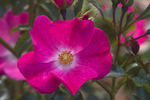 Bullseye rose photo