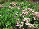 Spring Fever rose photo