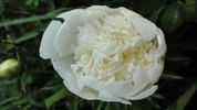 Charley's White peony photo