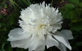 Charley's White peony photo