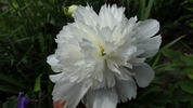 Charley's White peony photo