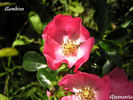Bambino rose photo