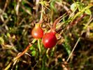 <i>R. nutkana hispida</i> rose photo