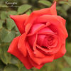 Kanegem rose photo