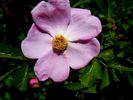 <i>Rosa korschinskiana</i> Boul. rose photo
