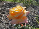 Out of Africa rose photo