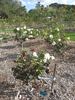 White Success rose photo