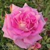 Margarete Fuchs rose photo