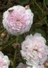 SV-2011-TBxUKN-A rose photo