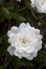 Rose Tutu rose photo