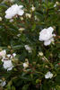 Rose Tutu rose photo
