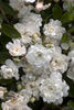 Rose Tutu rose photo