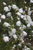 Rose Tutu rose photo