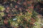 Silver River rose photo