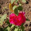 Rubaiyat rose photo