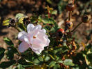 Lilibet rose photo