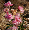 Lilibet rose photo