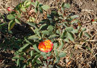 Autumn Spray rose photo
