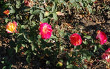Autumn Spray rose photo