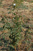 Ambre rose photo