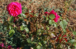 Gloria del Llobregat rose photo