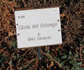 Gloria del Llobregat rose photo