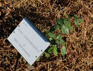 Mary Merryweather rose photo