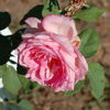 Bertha Gorst rose photo