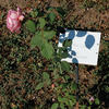 Bertha Gorst rose photo