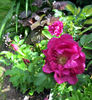 Wild Sea rose photo