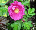Wild Sea rose photo
