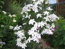 Yukikomachi clematis photo