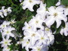 Yukikomachi clematis photo