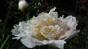 Raspberry Sundae peony photo