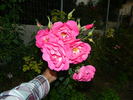 Joyberry rose photo