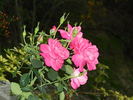 Joyberry rose photo