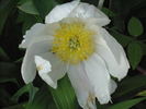 Albiflora The Bride peony photo