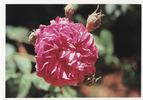 Duchesse de la Trémoille rose photo