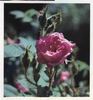 Princesse de Parme rose photo