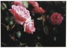 Duchesse de Guermantes rose photo