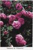 Mme. De Villeparisis rose photo