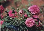 Marie Nordlinger rose photo